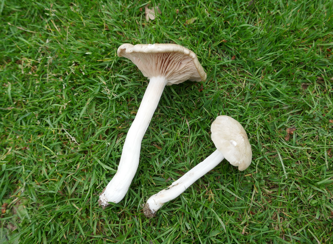 Photo by Jackie Ewan Entoloma clypeatum by Jackie Ewan